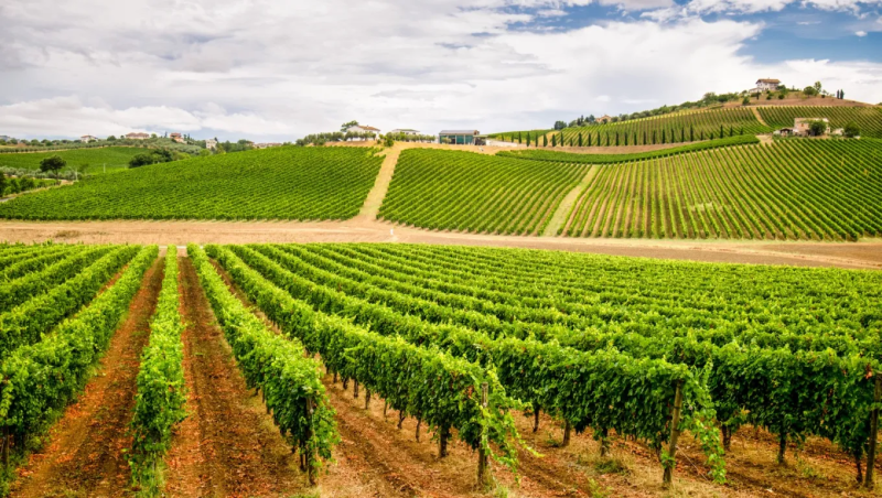 Abruzzo. Oltre 6 milioni per rinnovare i vigneti: al via il bando regionale - Foto