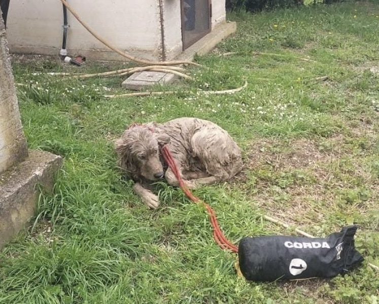 Teramo, i vigili del fuoco salvano cucciolone caduto in una vasca di impianto depurazione - Il Trafiletto notizie su Teramo e Abruzzo in tempo reale