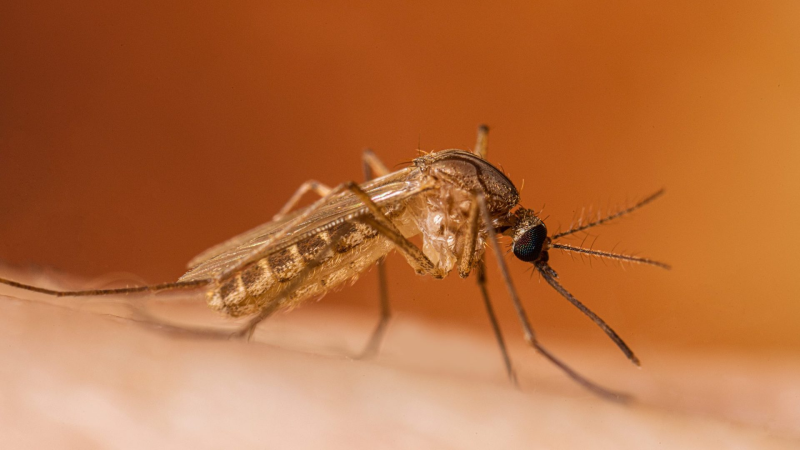 Ricoverato al Mazzini primo caso umano di infezione da West Nile Virus:  è in buone condizioni - Foto