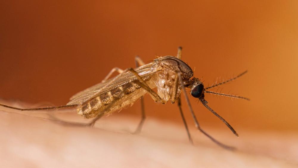 Ricoverato al Mazzini primo caso umano di infezione da West Nile Virus:  è in buone condizioni - Foto