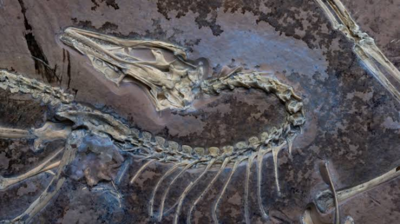 Nuovo dinosauro scoperto in Cina, la ricerca guidata anche da Teramo: aveva quattro “ali” piumate - Foto