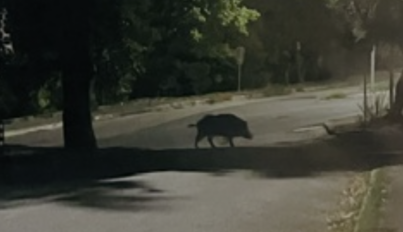 Cinghiale a spasso per San Nicolò a Tordino, «attenzione a bambini e animali domestici» - Foto
