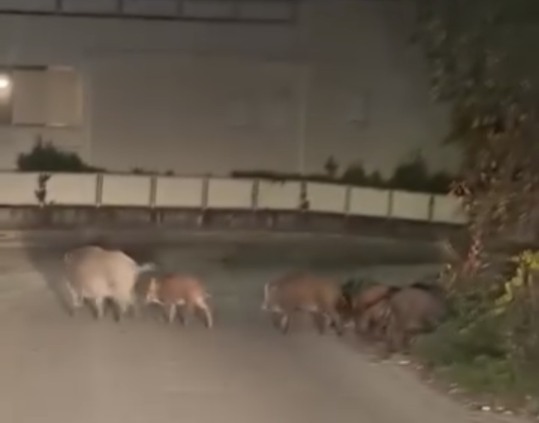 Famigliola di cinghiali a spasso per Scapriano - Foto