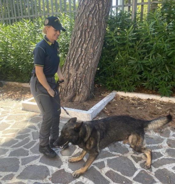 Torano Nuovo, serra di cannabis in casa: sequestrate otto piante e droga per oltre 40mila euro - Foto