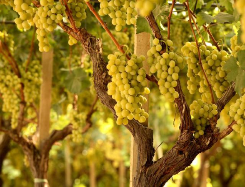 Approda in Spagna un progetto dell'UniTe sui vitigni autoctoni abruzzesi - Foto