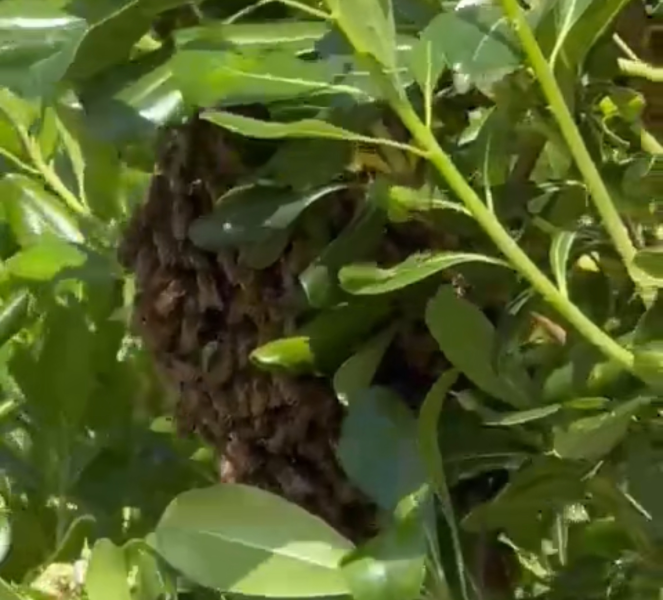 VIDEO - Sciame di api a San Nicolò in una siepe lungo viale Cristoforo Colombo - Foto